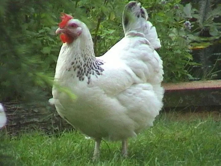 Harco (copie)