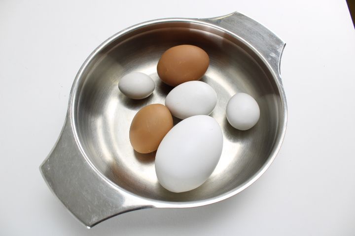 Oeufs De Poule En Plastique (copie)