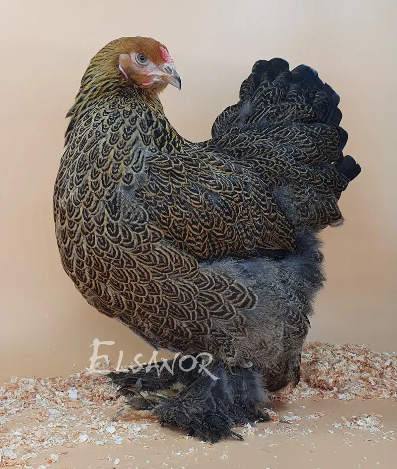 Brahma