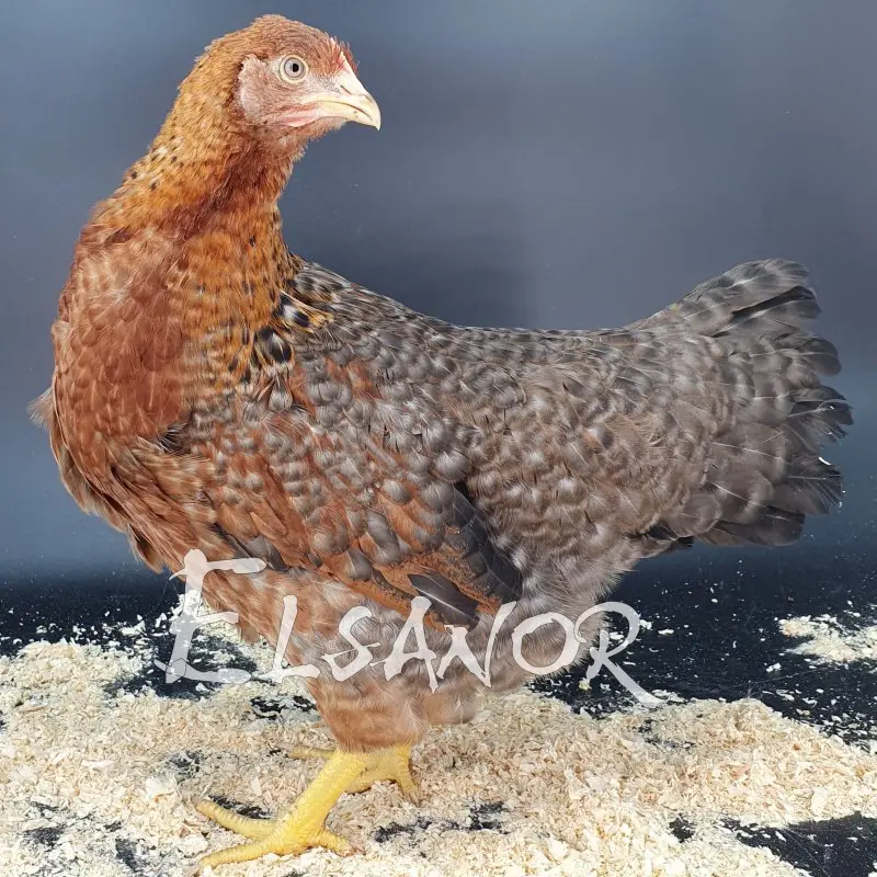 Sulmtaler (copie)