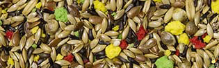 Vital Canari Fruit Sans Navette - 20 Kg