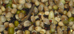 Vital Germination - 20 Kg