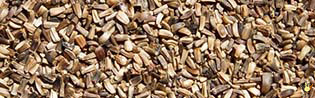 Chicorée - 20 Kg