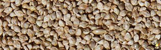 Millet Du Japon - 20 Kg