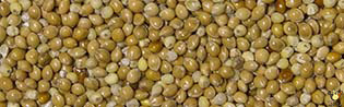 Millet Rond Jaune - 25 Kg