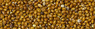 Millet Rond Rouge - 20 Kg