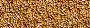 Panis Jaune - 25 Kg