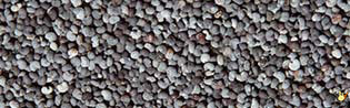 Pavot Bleu Extra - 25 Kg