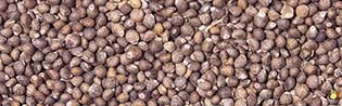 Périlla Brun-Rouge - 25 Kg