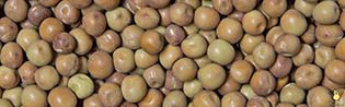 Maple Peas - 25 Kg