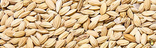 Riz Paddy - 20 Kg