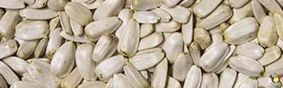 Tournesol Gros Blanc Médium - 25 Kg