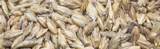 Epeautre Grains Nettoyé - 20 Kg