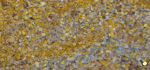 Vital Coq - 5 Kg