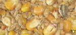 Vital Grain Entier P2 - 5 Kg