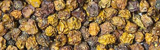 Baies De Sorbier - 3 Kg