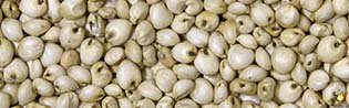 Dari Blanc - 5 Kg