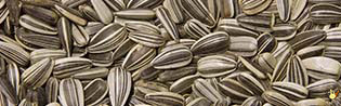Tournesol Strié - 1 Kg