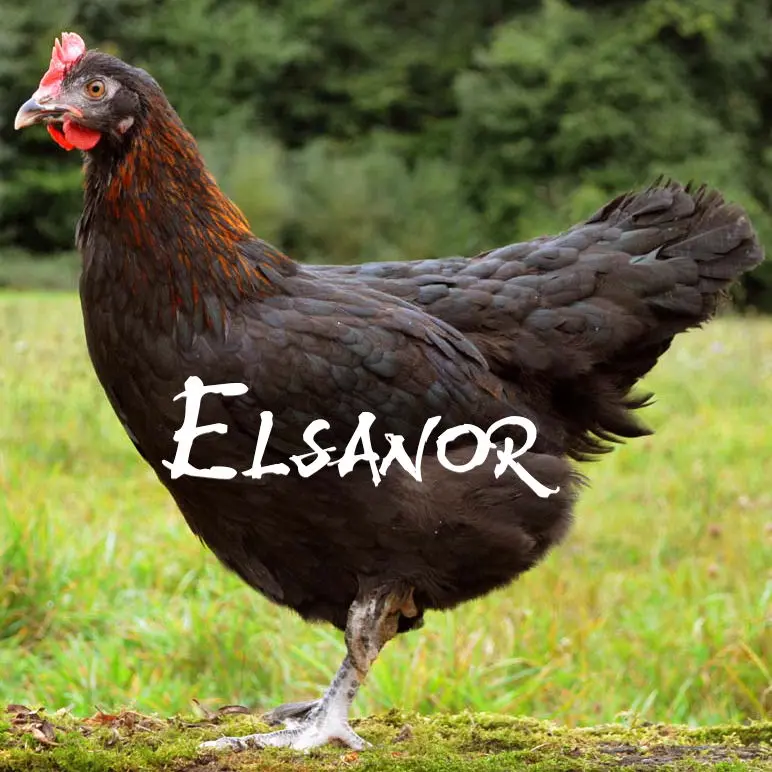 Marans