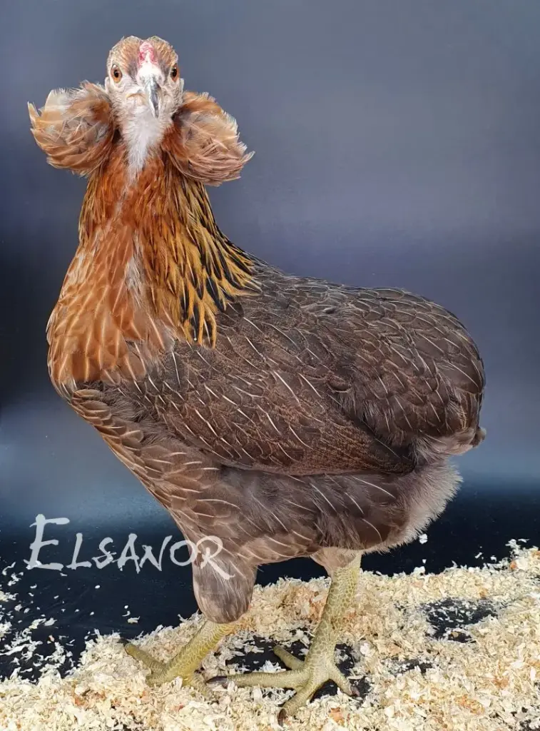 Araucana