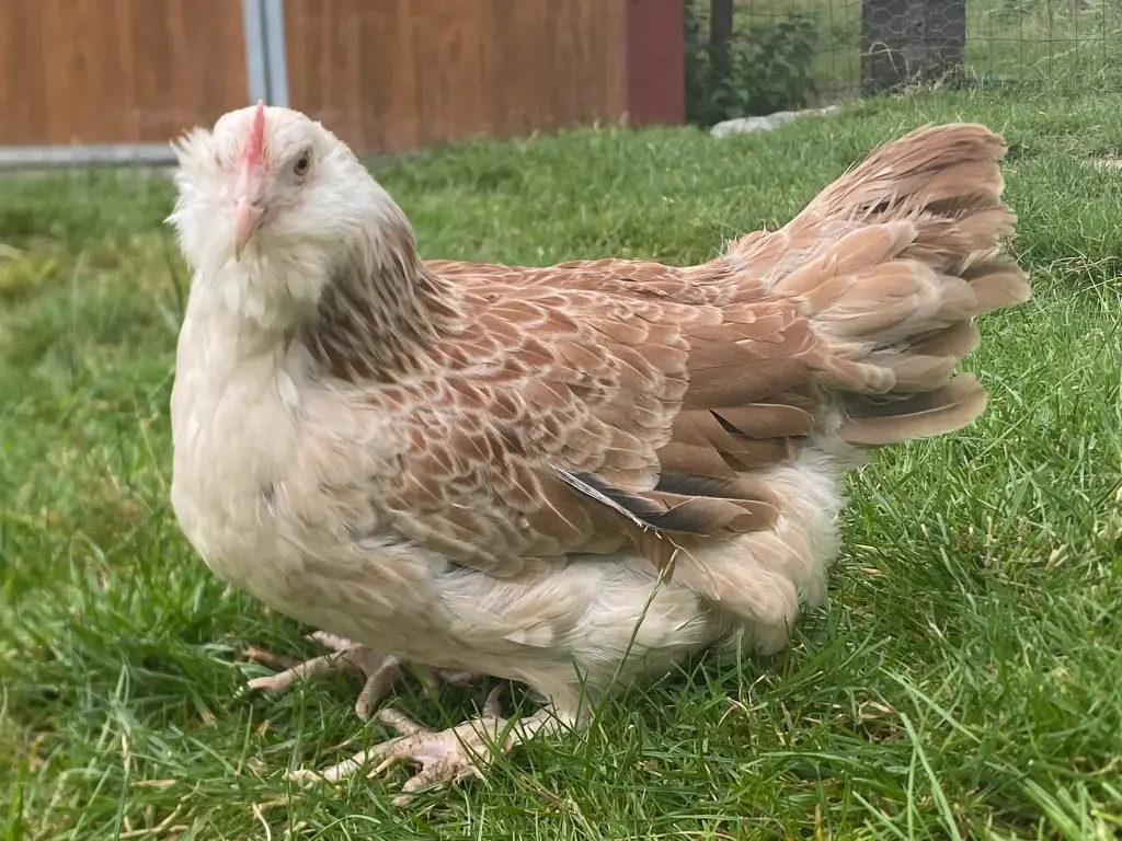 Faverolle Allemande Naine