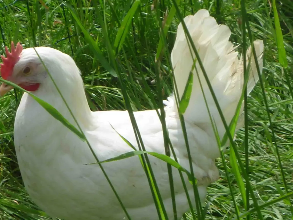 Leghorn