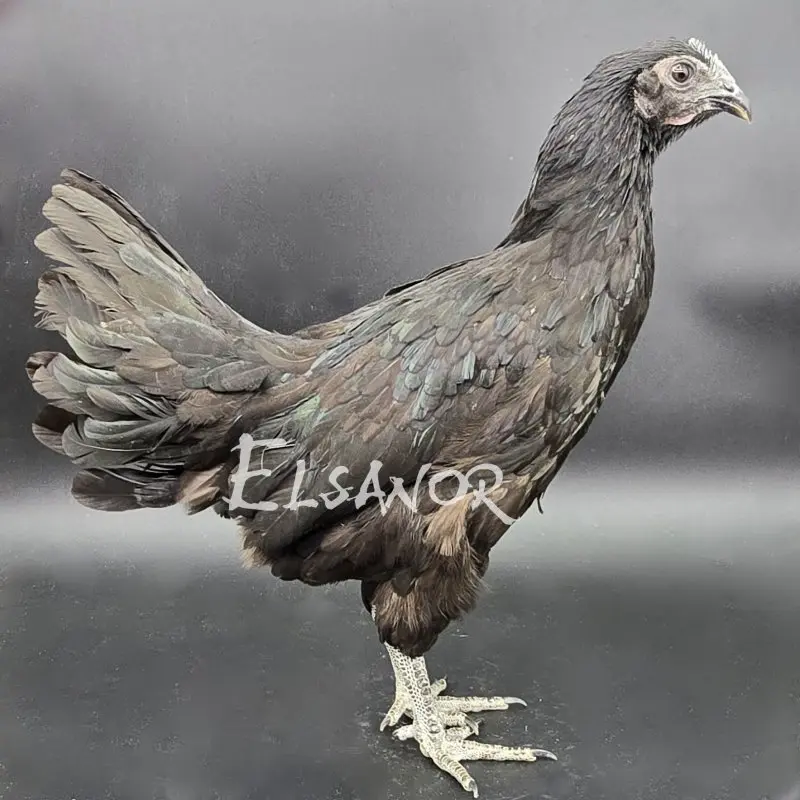 Ayam Cemani