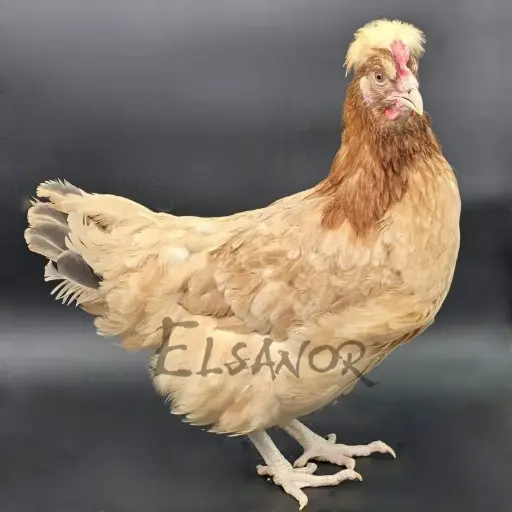 Sulmtaler