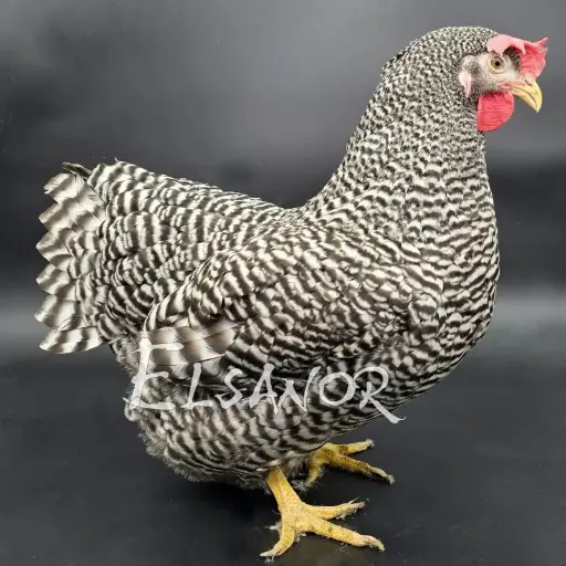 Barnavelder (copie)