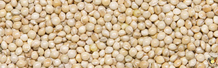 [S-02.78.00000] Millet Rond Blanc - 25 Kg