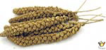 [S-02.79.00003] Millet En Grappe Français - 25 Kg